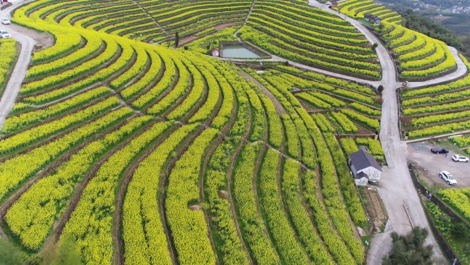 航拍杭州富阳黑山顶梯田油菜花海