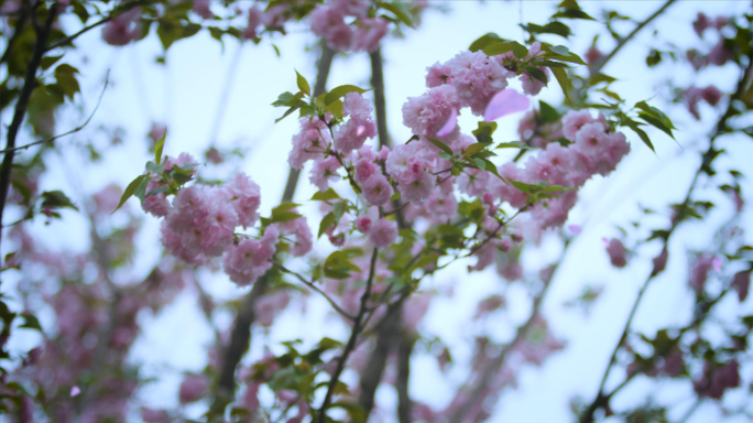 唯美春天樱花花开花瓣飘落日本樱花视频素材