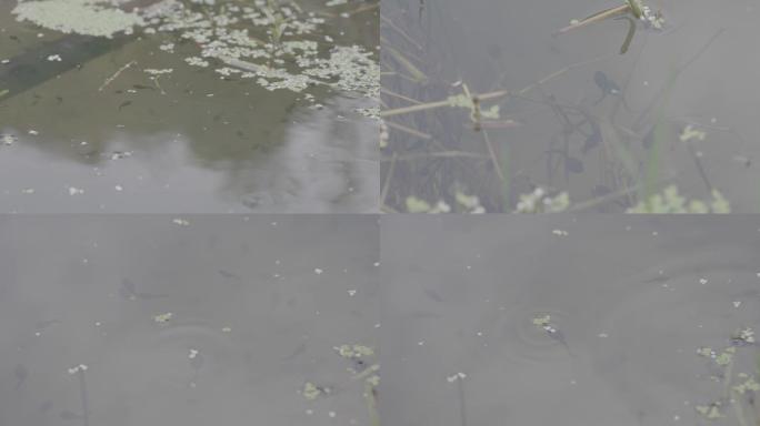 池塘里的蝌蚪+未调色