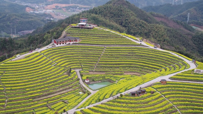 航拍杭州富阳黑山顶梯田油菜花海