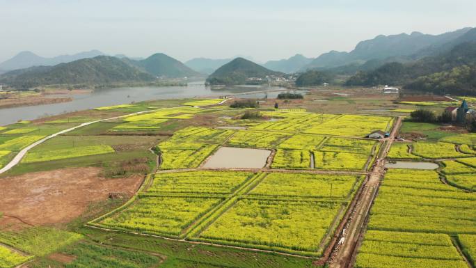 浦江县乡村油菜花海风光4K航拍