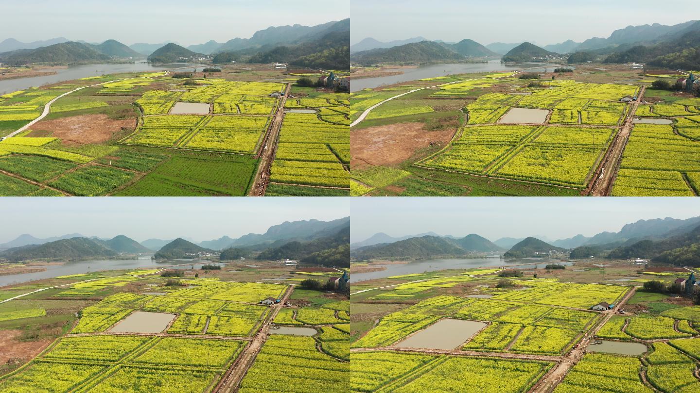 浦江县乡村油菜花海风光4K航拍