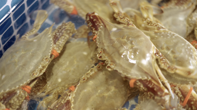 海鲜大排档鲜活螃蟹鲍鱼蛏子干海星