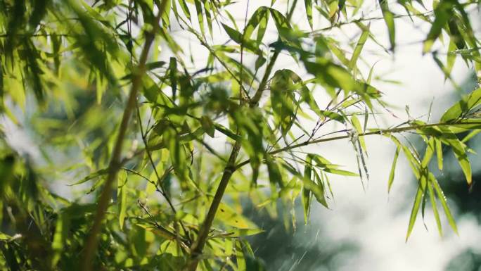 清明竹子竹林雨天竹林清明节中秋节秋风起