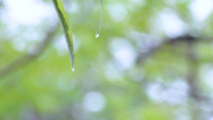 春天雨天树叶上的水滴