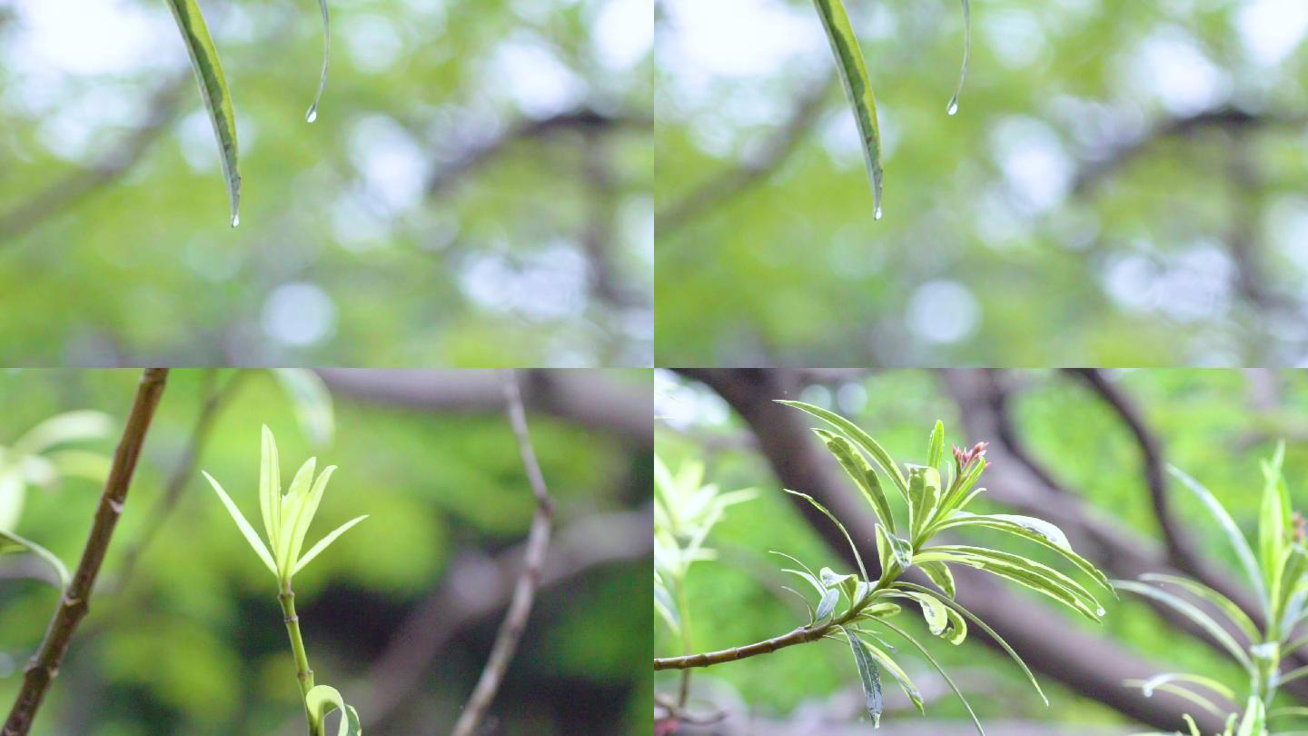 春天雨天树叶上的水滴