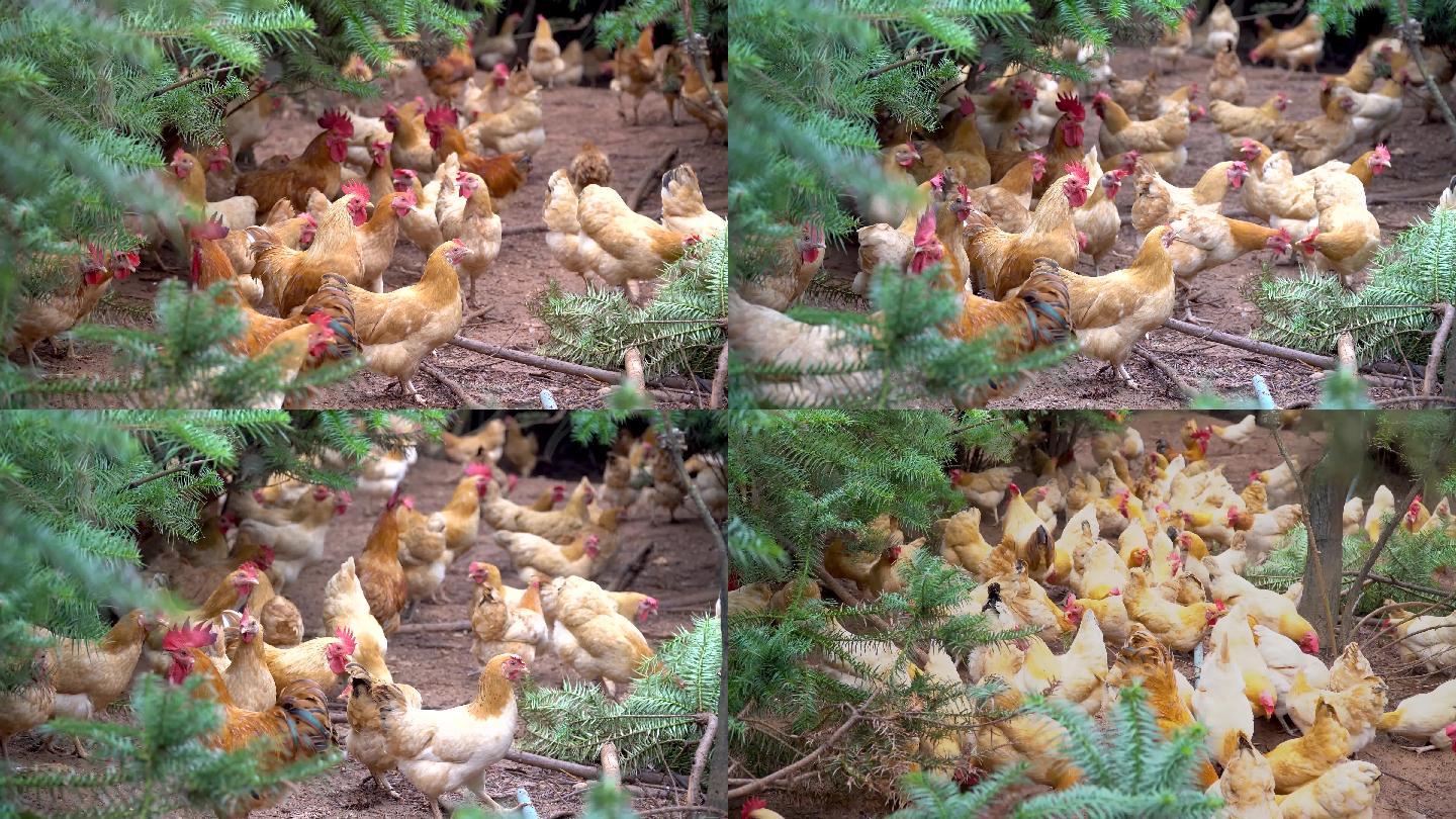 乡村散养鸡场，山林放养鸡