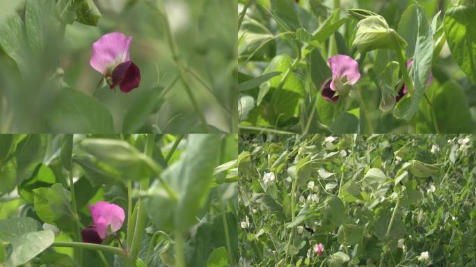 春风阳光豌豆花