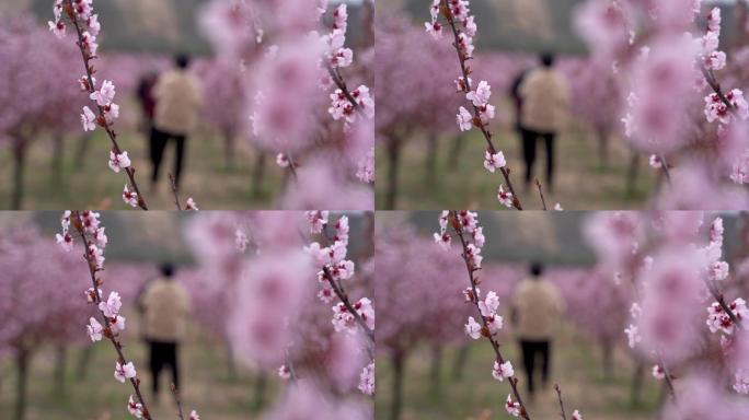 春天盛开的美人梅A