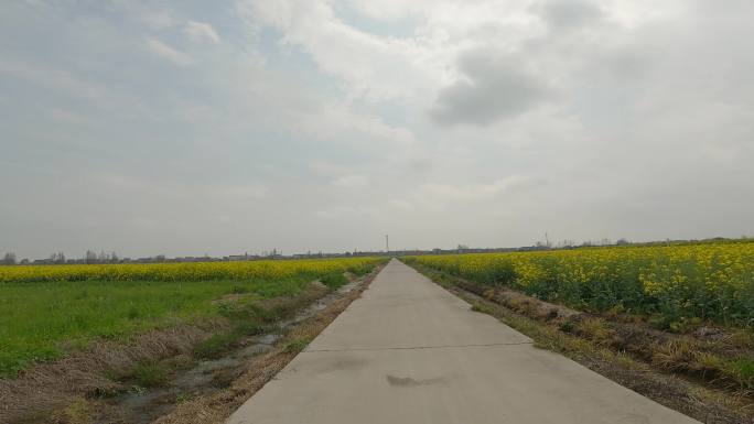 白天乡村油菜花车尾空镜