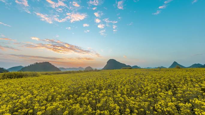 油菜花海日出延时