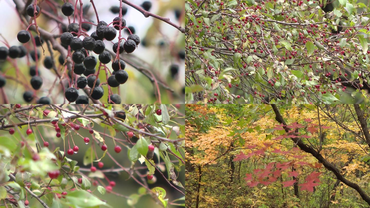 树林里树上接的果实五味子黑果红果野果