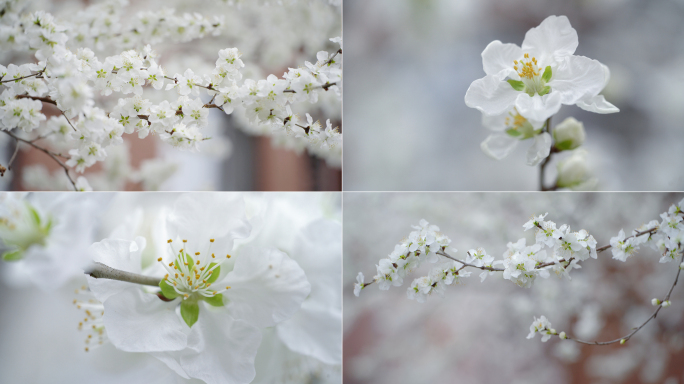 李子花开