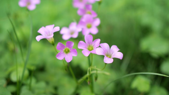 幸运草花朵