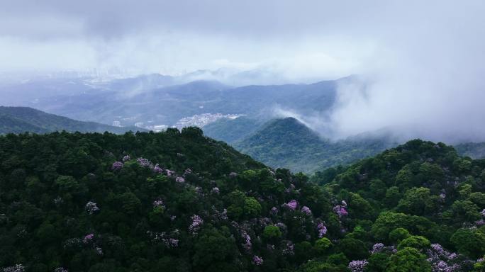 深圳梧桐山杜鹃花谷云海航拍空镜