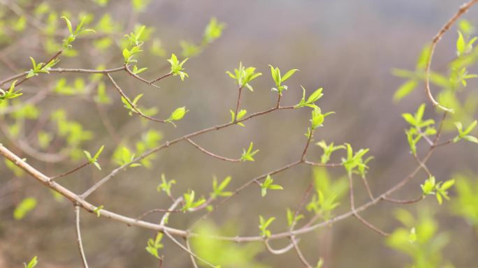 树木发芽