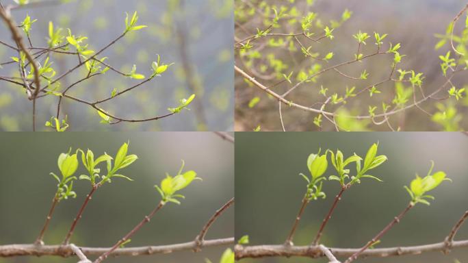 树木发芽