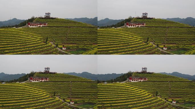 航拍杭州富阳黑山顶梯田油菜花海