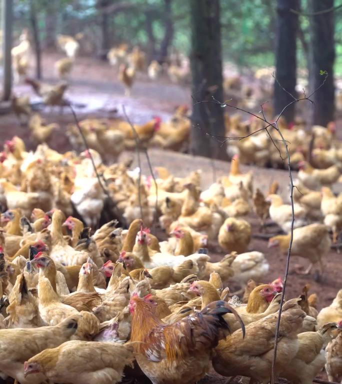 乡村散养鸡场，山林放养鸡竖版视频4k