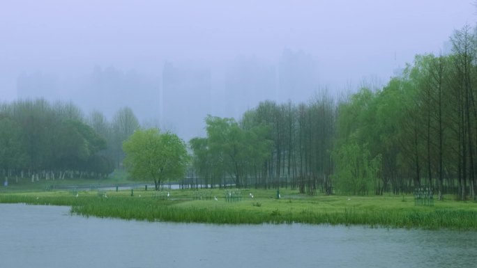 意境雨景，唯美雨景空镜，湿地候鸟栖息地