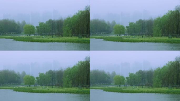 意境雨景，唯美雨景空镜，湿地候鸟栖息地