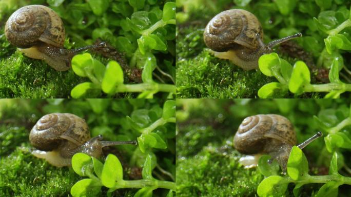 蜗牛 微观世界 美食广告 动物世界