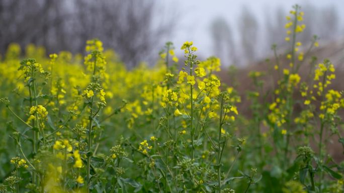 三月花季油菜花B