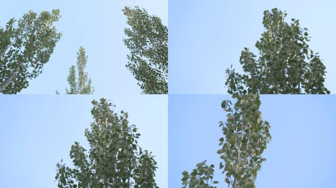 杨树 树干 蓝天