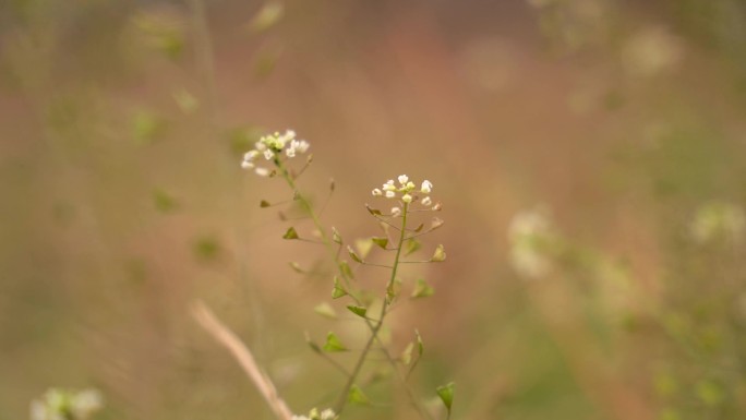 荠菜花_野菜A