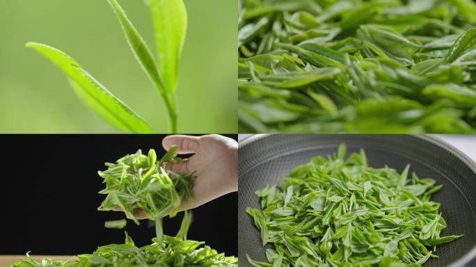 茶叶 绿茶 茶业 清明茶 嫩芽 炒茶