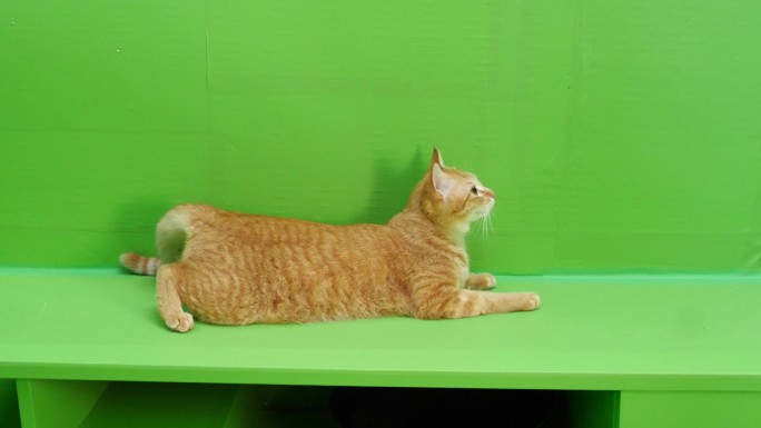 橘猫绿幕素材
