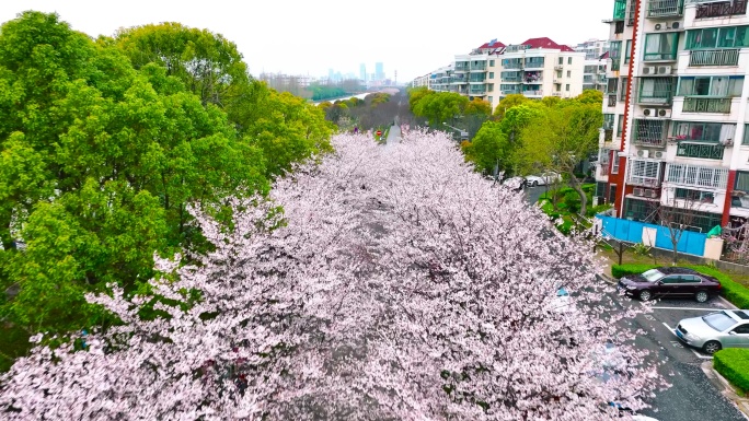 上海高东樱花园