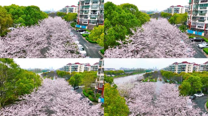 上海高东樱花园