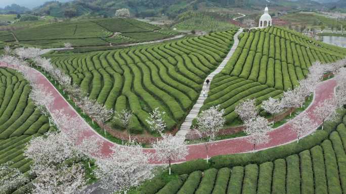 武义花田小镇樱花茶园