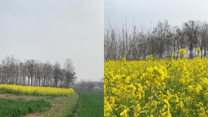 乡村生活麦田油菜花实拍