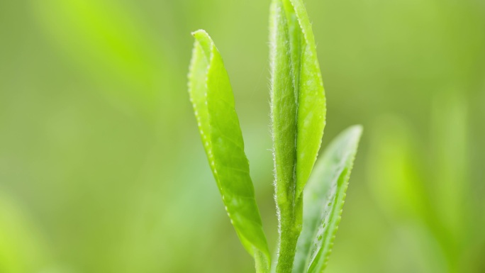 绿茶 茶叶 明前茶 茶山 红茶 毛尖茶