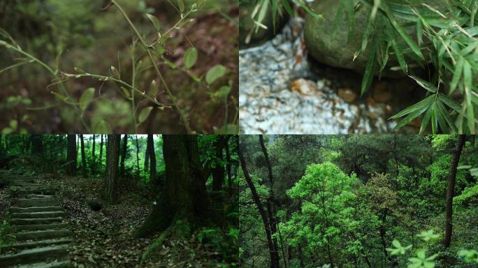 原创4K树林森林自然空镜