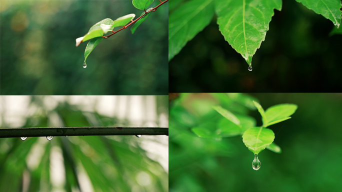 水滴雨水、树叶露水、露珠