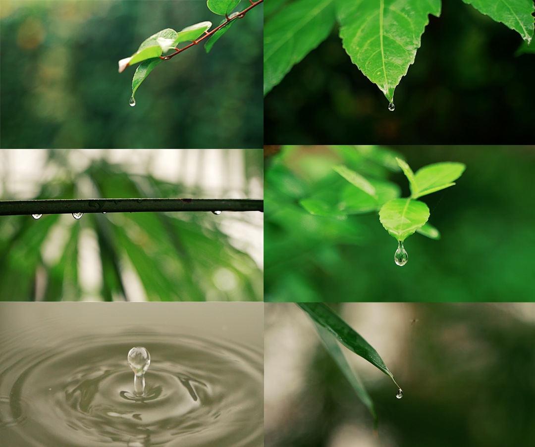 水滴雨水、树叶露水、露珠