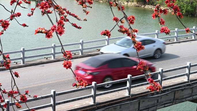 广州木棉花和桥上行驶的车辆4K