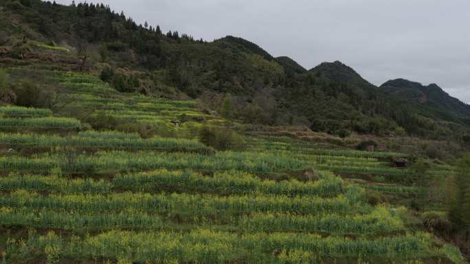 6K春天山坡上的油菜花梯田01