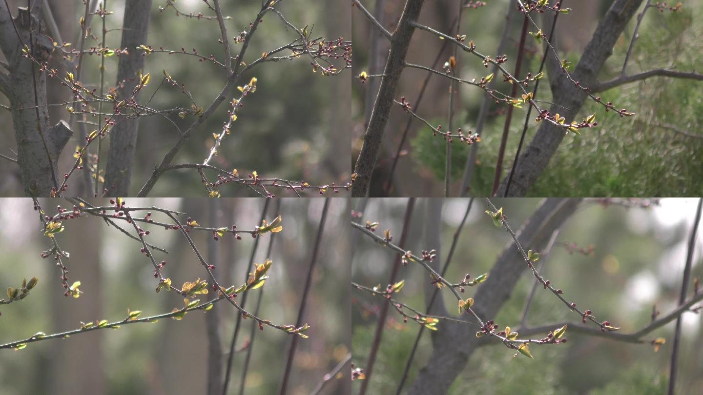 春天的信息树发芽逆光下发芽的小树叶