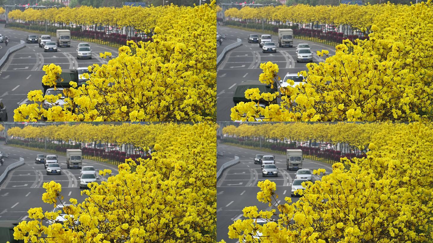 广州盛开的黄花风铃和来往车辆4K