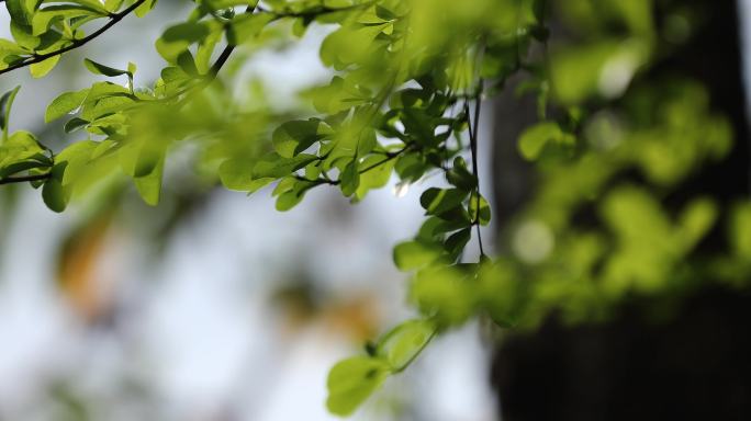 春天 春日 春光实景拍摄