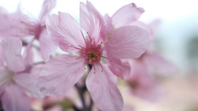 樱花春天粉色空镜唯美阳光高速高清自然风光