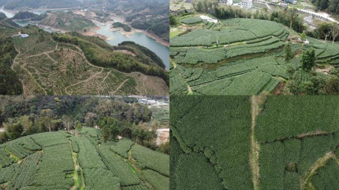 福州福鼎白茶核心产区茶韵古镇磻溪高山茶叶