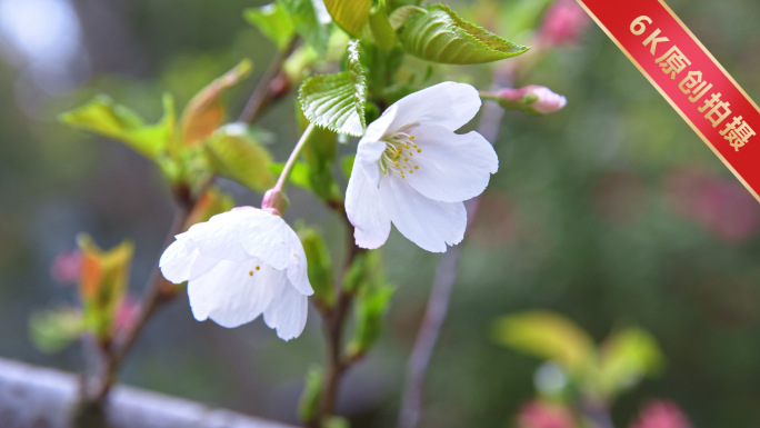 樱花