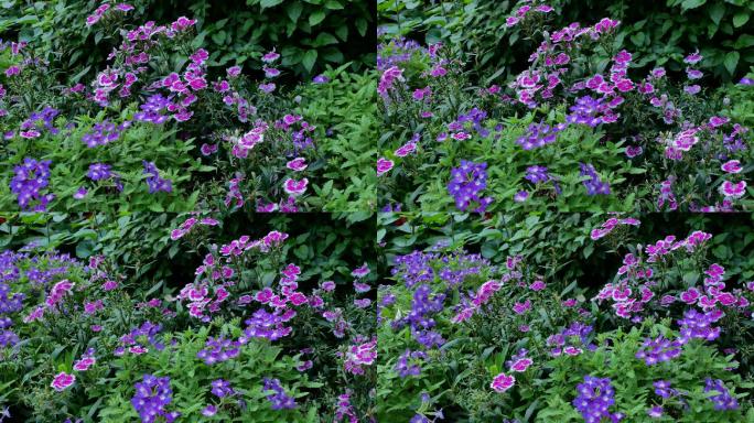 石竹花春暖花开