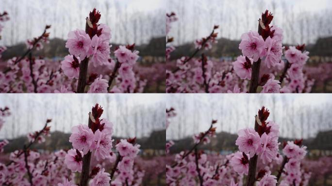 【原创高清】春天万物复苏鲜花盛开美人梅A