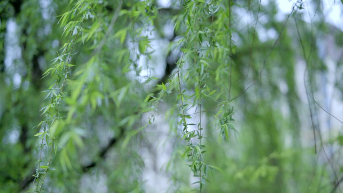 唯美春色春天春雨写意